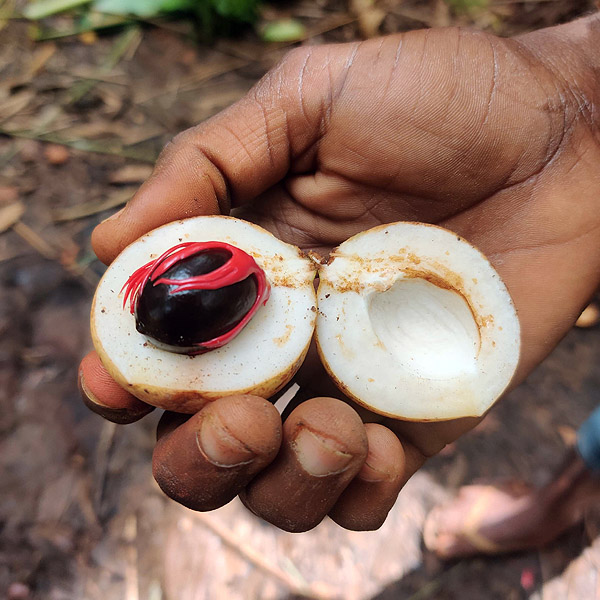 Spice-Farm_Zanzibar_img01